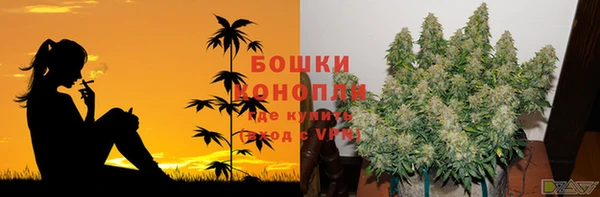 сатива Каменногорск